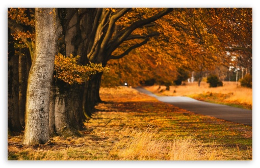 Download Golden Autumn Scene, Nature, Road UltraHD Wallpaper