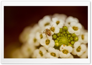 Spider On A White Flower