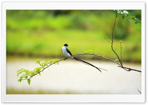 Long Tailed Bird