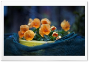 Orange Pansies Flowers