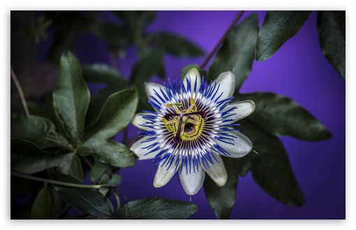 Download Blue Passion Flower UltraHD Wallpaper