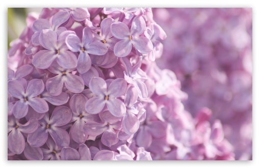 Download Pink Lilac Flowers UltraHD Wallpaper