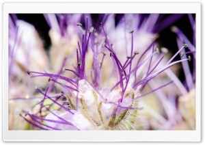 Purple Stamens, Flower, Macro