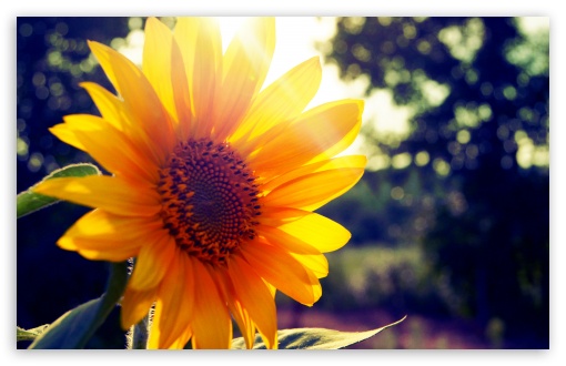 Download Sunflower Sunshine UltraHD Wallpaper
