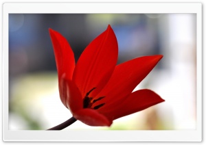Red Tulip Bokeh
