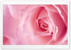 Light Pink Rose Macro