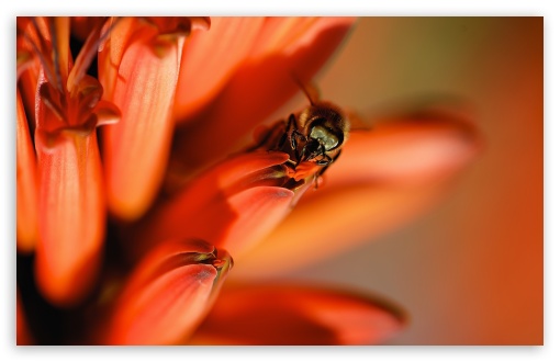 Download Honey Bee, Red Aloe Flower UltraHD Wallpaper