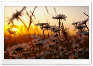 White Daisies Filed