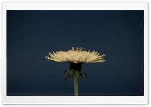 Dandelion Flower Close-up,...