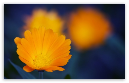 Download Orange Flowers Close-up UltraHD Wallpaper