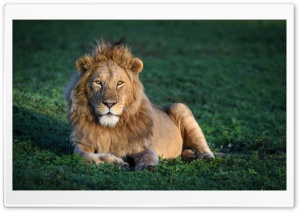 African Young male Lion