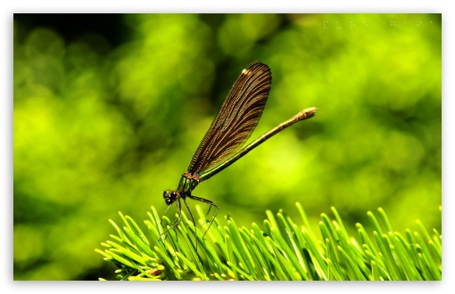 Download Pretty Dragonfly UltraHD Wallpaper