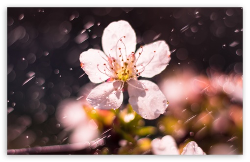 Download Spring Rain, Cherry Blossom UltraHD Wallpaper