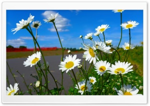 Daisies