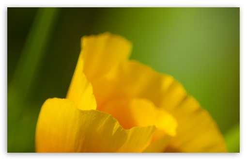 Download California Poppy Macro UltraHD Wallpaper