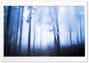 Forest, Rime on Tall Trees, Fog