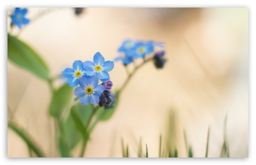 Download Blue Forget-me-nots Flowers Macro UltraHD Wallpaper