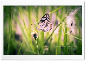ButterflyAlbatros