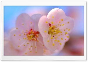 Plum Blossom Macro