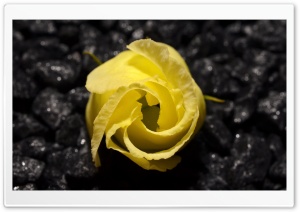 Yellow Flower Black Background
