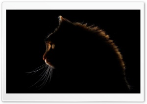 Cat Dark Silhouette