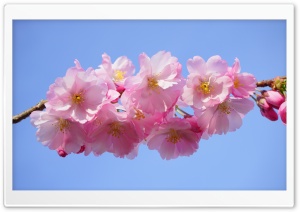 Japanese Cherry Tree Blossoms