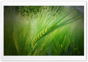 In The Wheat Field