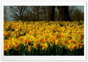 Sea Of Yellow Daffodils