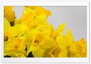 Beautiful Yellow Daffodils...