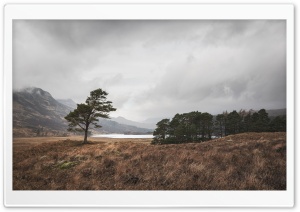 Lone Scots Pine Landscape