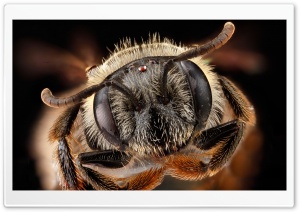 Andrena Fragilis Bee Head Macro