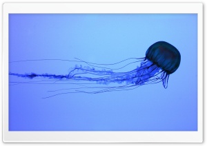 Electric Jellyfish Swimming