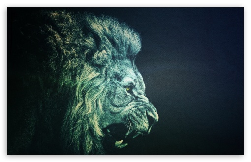 Download LION UltraHD Wallpaper