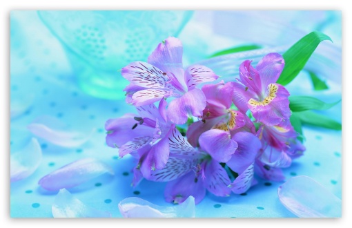 Download Light Purple Flowers UltraHD Wallpaper