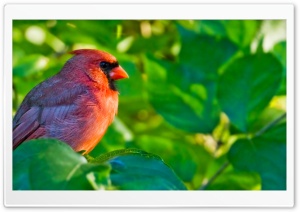 Male Northern Cardinal