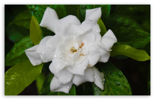 Download White Flower UltraHD Wallpaper