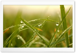 Morning Grass Dew