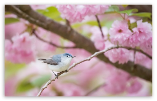 Download Blue-gray Gnatcatcher bird, Spring UltraHD Wallpaper