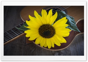 Sunflower, Acoustic Guitar