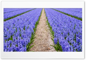 Blue Hyacinth Field, Spring