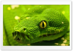 Green Snake Head