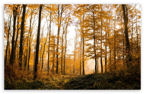 Download Nature Autumn Trees UltraHD Wallpaper