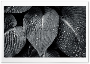 Hosta Sieboldiana Leaves...