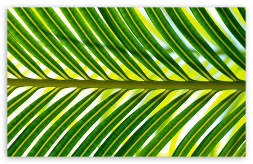 Download Madagascar Leaf UltraHD Wallpaper