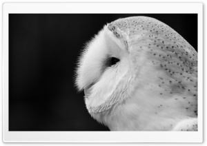Barn Owl Black And White