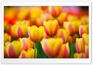 Yellow Pink Tulips