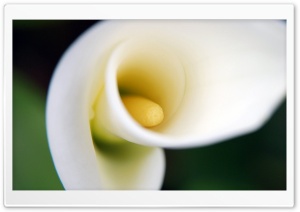 White Calla Lily