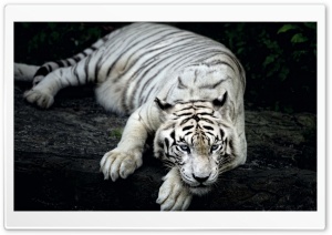 White Tiger Animal