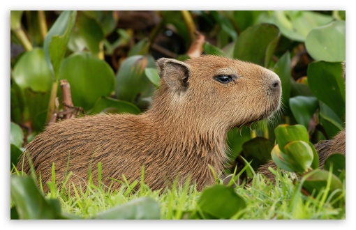 Download Capybara Venezuela UltraHD Wallpaper