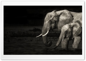 Elephants